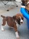 Boxer Puppies for sale in Houston, TX, USA. price: $500