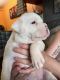 Boxer Puppies for sale in Macedon, NY 14502, USA. price: NA