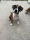 Boxer Puppies for sale in Jacksonville, FL, USA. price: $1,000