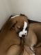 Boxer Puppies for sale in 4547 Coopers Creek Pl SE, Smyrna, GA 30082, USA. price: NA