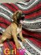 Boxer Puppies for sale in Hemet, CA 92545, USA. price: NA