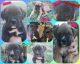 Boxer Puppies for sale in Clarksville, TN 37042, USA. price: $650