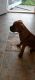 Boxer Puppies for sale in Centerville, IA 52544, USA. price: $550