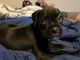 Boxer Puppies for sale in Pittsburgh, PA, USA. price: $750