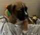 Boxer Puppies for sale in Peoria, AZ, USA. price: $700