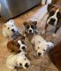 Boxer Puppies for sale in San Bernardino, CA, USA. price: NA