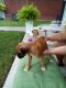 Boxer Puppies for sale in Batesville, IN 47006, USA. price: $1,800