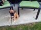 Boxer Puppies for sale in Batesville, IN 47006, USA. price: NA
