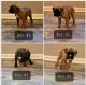 Boxer Puppies for sale in Fulton, KY 42041, USA. price: NA