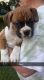 Boxer Puppies for sale in Sedalia, MO 65301, USA. price: $550