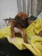 Boxer Puppies for sale in Brandon, FL, USA. price: NA
