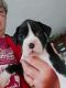 Boxer Puppies for sale in W 400 S, Anderson, IN, USA. price: $600