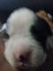 Boxer Puppies for sale in Russell, PA 16345, USA. price: NA