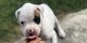 Boxer Puppies for sale in Albertville, AL, USA. price: $500