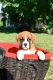 Boxer Puppies for sale in Shorewood, IL, USA. price: $1,500