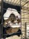 Boxer Puppies for sale in Metamora, OH 43540, USA. price: $1,000