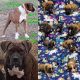 Boxer Puppies for sale in Gaffney, SC, USA. price: NA