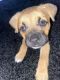 Boxer Puppies for sale in Charlotte, NC, USA. price: NA