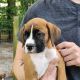 Boxer Puppies for sale in Lake City, FL, USA. price: NA