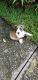 Boxer Puppies for sale in 7746 Hardaway Dr, New Port Richey, FL 34653, USA. price: NA