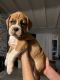 Boxer Puppies for sale in Pomona, CA, USA. price: NA
