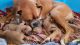 Boxer Puppies for sale in Lindale, TX, USA. price: NA