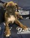 Boxer Puppies for sale in Nashua, NH, USA. price: $2,000