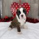 Boxer Puppies for sale in New York New York Casino, Las Vegas, NV 89109, USA. price: NA