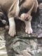Boxer Puppies for sale in Ashton, IL 61006, USA. price: $850