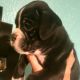 Boxer Puppies for sale in Bay Shore, NY, USA. price: $2,000