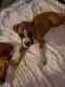 Boxer Puppies for sale in Fontana, CA, USA. price: NA