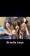 Boxer Puppies for sale in Auburndale, FL, USA. price: $1,200