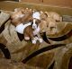 Boxer Puppies for sale in Lynwood, CA, USA. price: NA