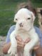 Boxer Puppies for sale in Spruce Pine, NC 28777, USA. price: $1,500