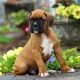 Boxer Puppies for sale in New York, NY, USA. price: $250