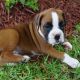 Boxer Puppies for sale in New York, NY, USA. price: $250