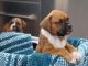 Boxer Puppies for sale in Hesperia, CA, USA. price: $500