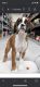 Boxer Puppies for sale in Land O' Lakes, FL, USA. price: $4,500