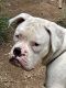 Boxer Puppies for sale in Greenville, SC 29617, USA. price: NA