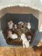 Boxer Puppies for sale in Florence, AL, USA. price: $600