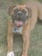 Boxer Puppies for sale in Watsontown, PA, USA. price: NA