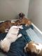 Boxer Puppies for sale in Des Moines, IA, USA. price: $800