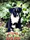 Boxer Puppies for sale in Old Fort, NC 28762, USA. price: $1,000