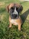 Boxer Puppies for sale in Pearl Beach, MI 48001, USA. price: NA