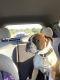 Boxer Puppies for sale in San Diego, CA 92124, USA. price: NA