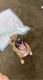 Boxer Puppies for sale in 8605 N 59th Ave, Glendale, AZ 85302, USA. price: $200
