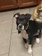 Boxer Puppies for sale in 101 N 19th Ave, Phoenix, AZ 85023, USA. price: NA
