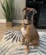 Boxer Puppies for sale in Vidor, TX 77662, USA. price: $500