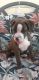 Boxer Puppies for sale in South El Monte, CA 91733, USA. price: NA