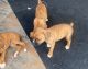 Boxer Puppies for sale in Hesperia, CA, USA. price: $600